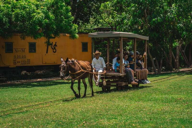 Merida: Hacienda Sotuta de Peon w/ Cenote & Henequen Tour - The mule-powered “Trucks” and the ride through agave country