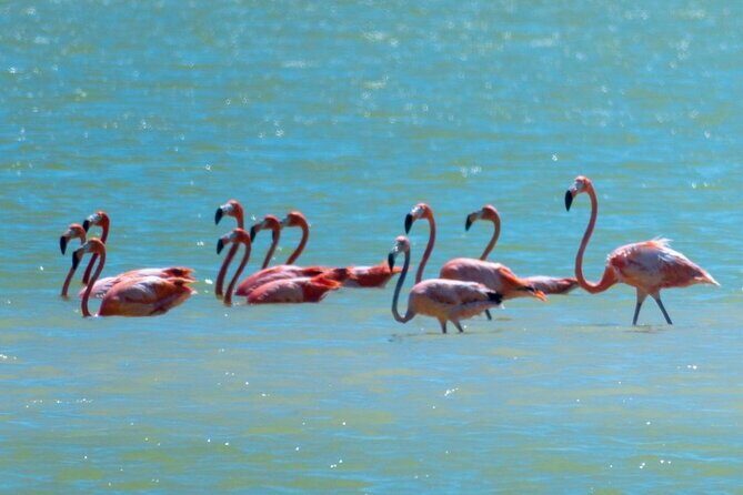 Mérida: Las Coloradas and Río Lagartos with Boat Tour and Lunch - Price and Value: What You’re Really Paying For