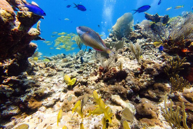 MUSA Museum and Colorful Reef 2 Tank Dive-Certified Divers - Boat ride, pacing, and why the crew matters