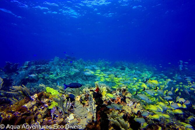 MUSA Museum and Colorful Reef 2 Tank Dive-Certified Divers - Meet at Aqua Adventures Eco Divers: the setup that makes it easier