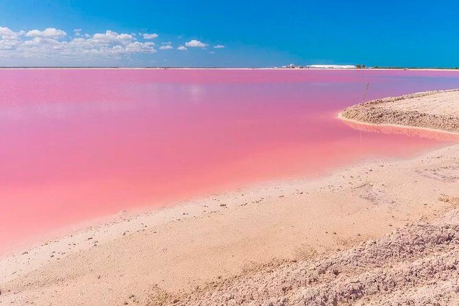 Natural Pink Lake Tour Las Coloradas only from Playa del Carmen - Wildlife moments at Ría Lagartos: what you can hope to see