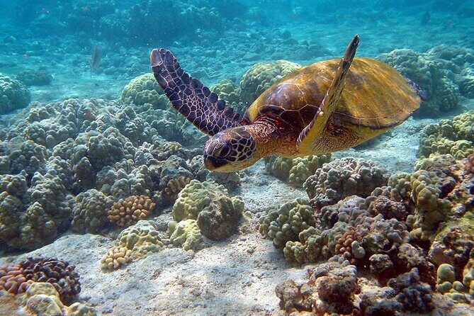 Nature Day, Sian Kaan Biosphere Tour! Round Transportation from Tulum City - The natural pool swim: your best chance to cool off