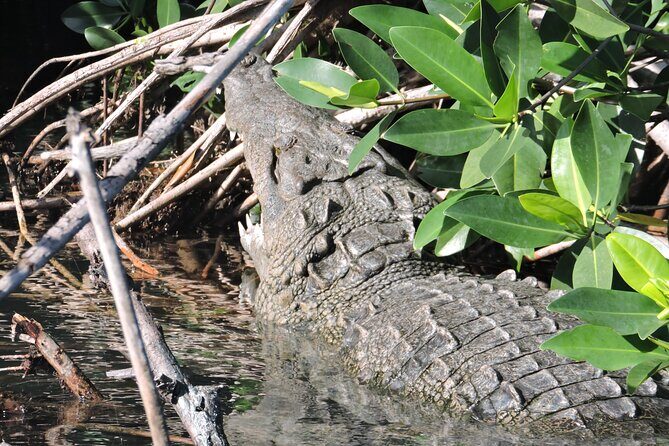 Nichupte Lagoon Wildlife Tour - Getting there: the SEMARNAT meeting point and the 5:00 pm start