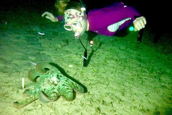 Night Snorkeling - Observation of octopus and other species - The 1-hour swim: team movement, camouflage, and underwater communication