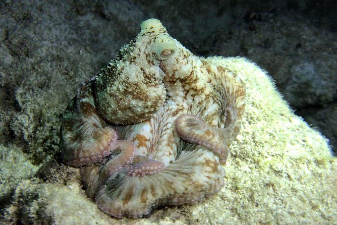 Night Snorkeling - Observation of octopus and other species - Who you might spot: octopus, squid, rays, eels, and night hunters