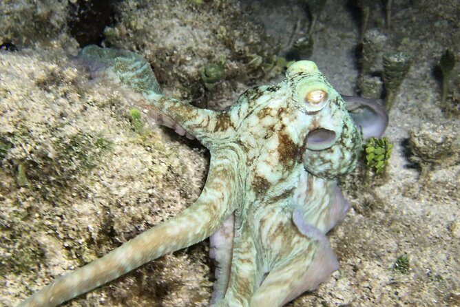 Night Snorkeling - Observation of octopus and other species - Flashlights, diving lamps, and how to make the most of your view