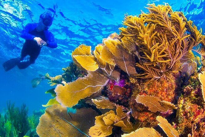 Nizuc Reef Snorkel Experience - Cruising Nichupte Lagoon: Cold Drinks and Mangrove Wildlife