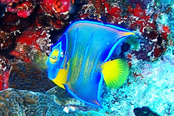 Open Water Certification Course-PADI - Isla Mujeres Open Water: Why this location fits your first certification
