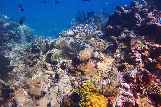 Open Water Certification Course-PADI - Gear, logistics, and group size: Making the course feel easy
