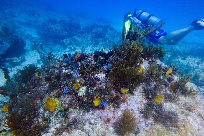 Open Water Certification Course-PADI - Price and what $520 actually covers (and why it’s fair)