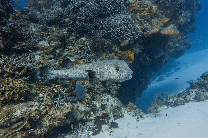 Open Water Course Cozumel - Conservation lessons: how responsible habits get built into the course