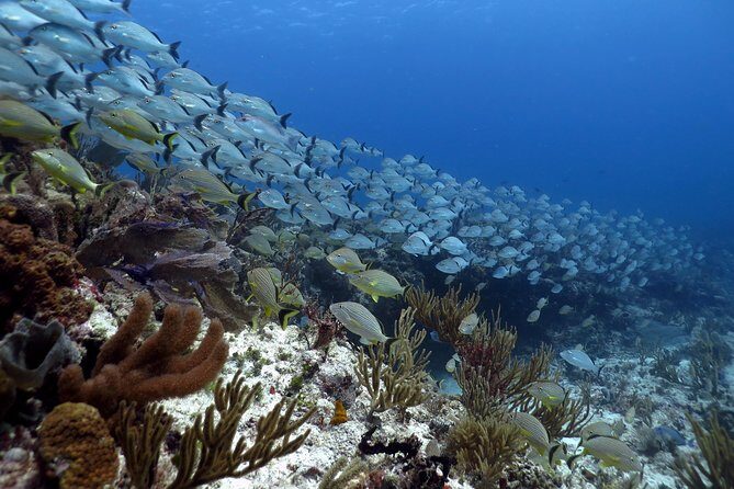 Open Water Diver 2-Day PADI Course in Playa del Carmen - Where you meet Scuba Libre and what to plan for each training block