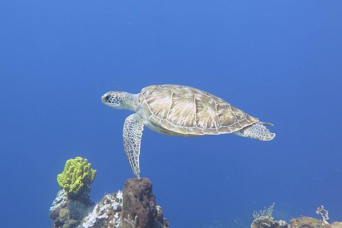 Open Water Diver course PADI in Cancun - PADI Open Water Diver in Cancun: how the 3-day plan really works