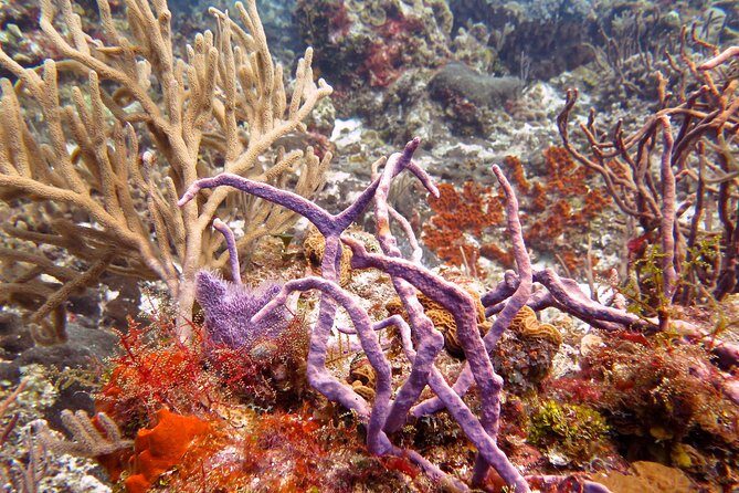 Open Water Diver course PADI in Cancun - What’s included in the $600 price (and what that changes for you)