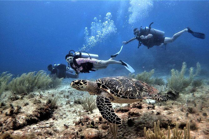 Open Water Diver course PADI in Cancun - Logistics that actually matter: pickup, timing, and travel-day rules