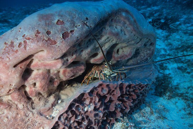Open Water Diver course PADI including underwater video - PADI Open Water Diver in Playa del Carmen: What Your Certification Really Means