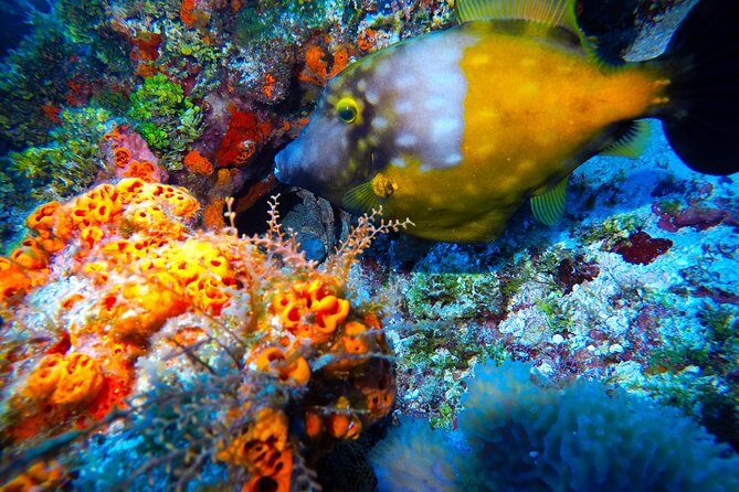 Open Water Diver course PADI including underwater video - Underwater Video and the Digital Manual: Learning You Can Rewatch