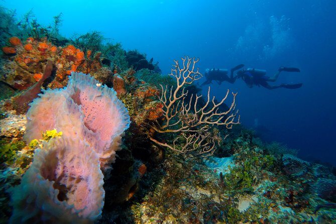 Open Water Diver course PADI including underwater video - Equipment and Fees: Why the Price Feels More Like a Package Than a Lesson