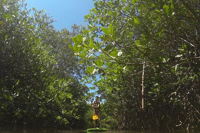 Paddleboard Cenote Tour - What to Expect Under the Water (and What You Might Miss Without a Guide)