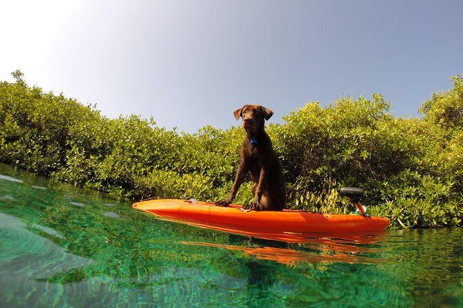 Paddleboard Cenote Tour - Value for Money: What’s Included and Why It Matters