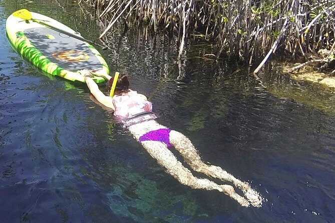 Paddleboard Cenote Tour - Casa Cenote: Mangroves, Wildlife, and Clear Snorkeling Views