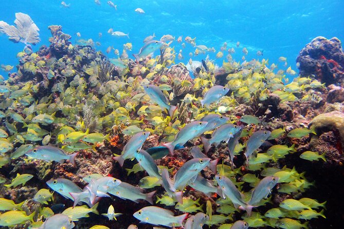 PADI Discover Scuba Diving for divers without certification - Manchones Reef in the Manchones National Park: turtles and rays on a reef day