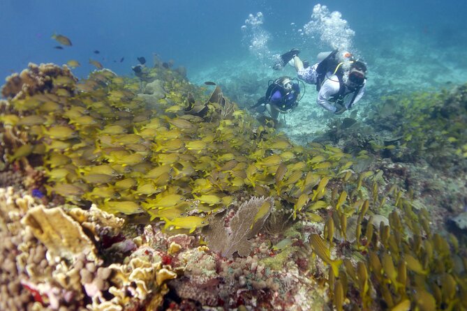 PADI Discover Scuba Diving for divers without certification - Who should book this PADI Discover Scuba program?