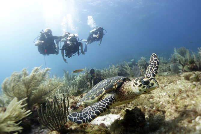 PADI Discover Scuba Diving for divers without certification - MUSA: more than 400 statues for your first underwater encounter