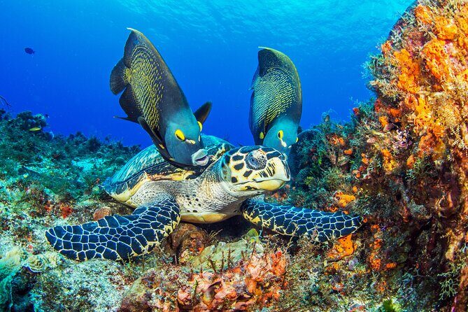 PADI Discover Scuba Diving Program in the Riviera Maya - What You’re Really Buying for $126 (Value in Plain Terms)