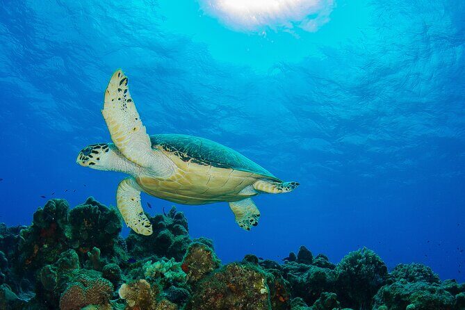 PADI Discover Scuba Diving Program in the Riviera Maya - Before You Go: The Riviera Maya Day Plan (Theory, Pool, Reef)
