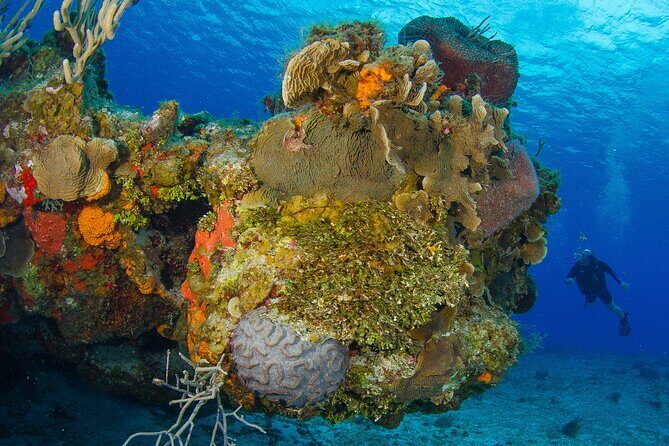 PADI Discover Scuba Diving Program in the Riviera Maya - The Most Practical Part: Pickup Zones and Timing