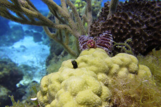 PADI Discover Scuba Diving Program in the Riviera Maya - The Small Print That Matters: What to Bring and What to Expect
