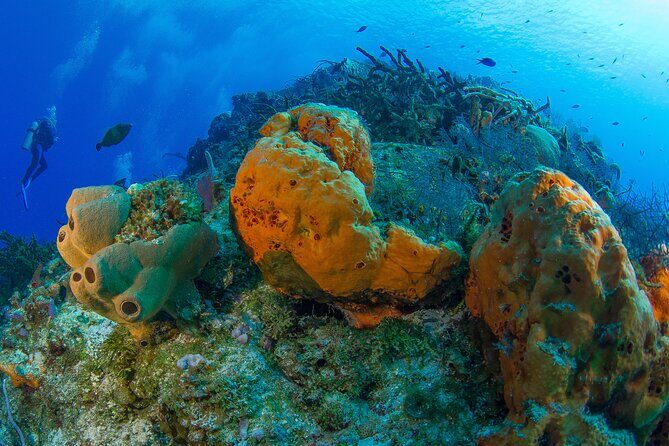 PADI Discover Scuba Diving Tour in Cozumel - Reef sessions in Cozumel Marine Park: What you’re paying for