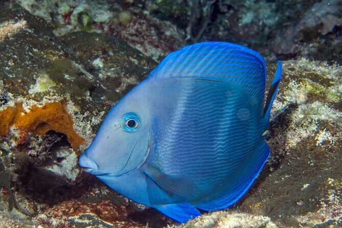 PADI Discover Scuba Diving Tour in Cozumel - What to bring so you’re not scrambling at 8:00 am