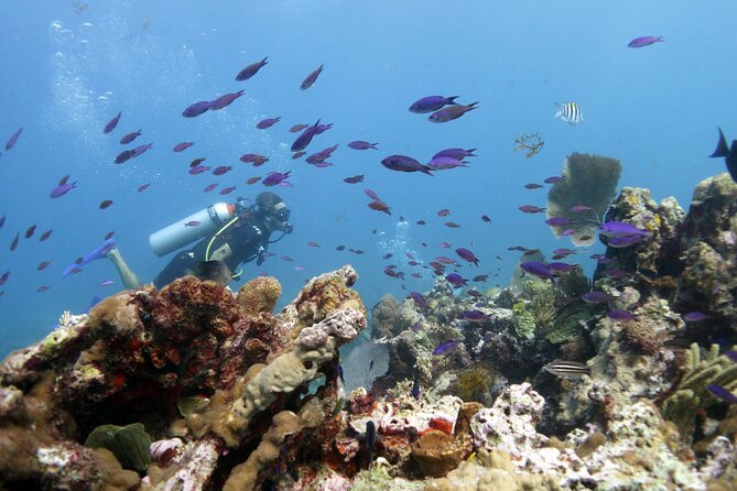 PADI Open Water Diver Course - MUSA: 500+ statues and better odds of rare marine life