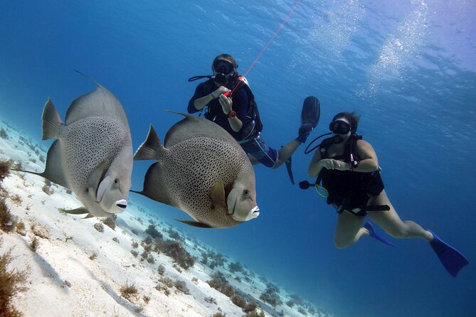 PADI Open Water Diver Course - Group size and English instruction: why max 4 really matters