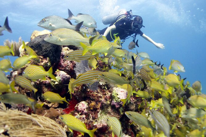 PADI Open Water Diver Course - Fitness, expectations, and how to prepare without overthinking