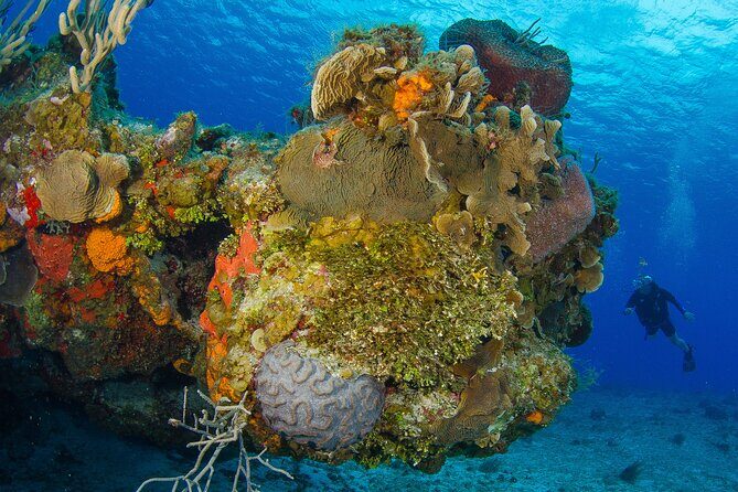 PADI Open Water Diver Course in the Riviera Maya - What you pay: $602 in context, plus the fees you should plan for