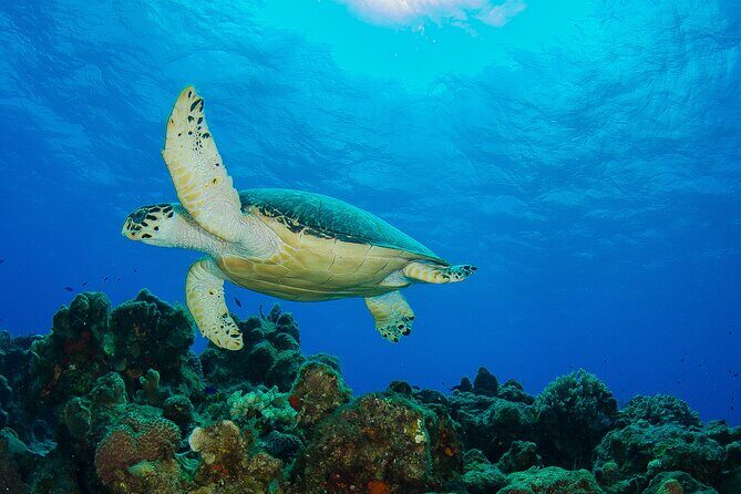 PADI Open Water Diver Course in the Riviera Maya - Riviera Maya logistics: meeting at Allegro Playacar and what pickup really means