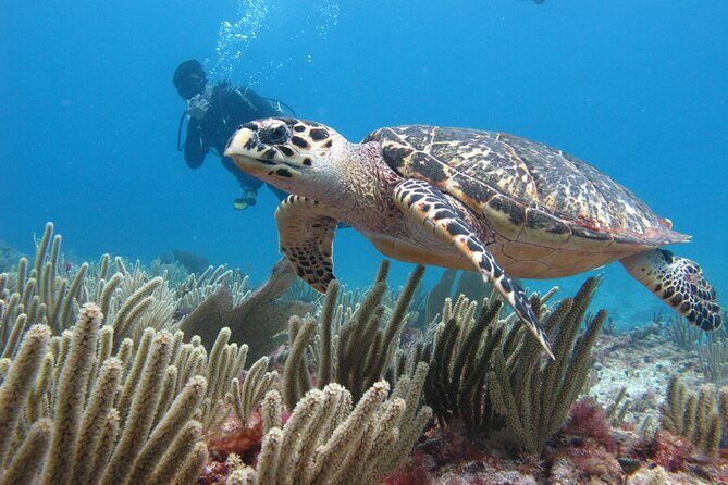 PADI Open Water Diving Certification Course Activity - What the two days actually feel like