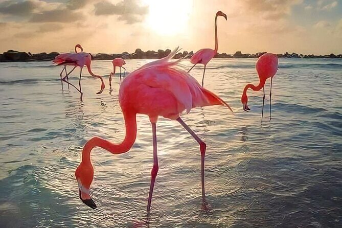 Pinktastic Lagoon Adventure Las Coloradas & Rio Lagartos from Cancun - Río Lagartos boat time: mangroves, flamingos, and serious wildlife spotting
