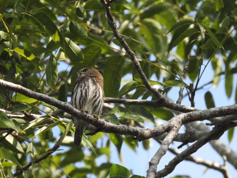 Playa del Carmen: Guided Birdwatching Hike - Key highlights that make this hike worth your morning