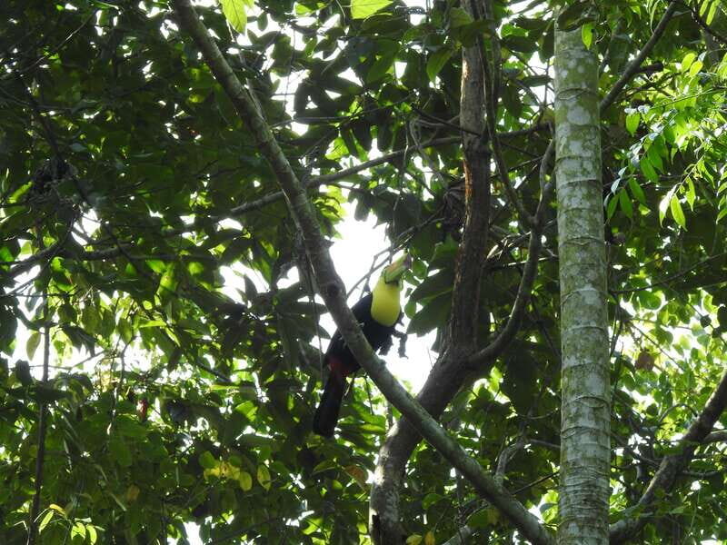 Playa del Carmen: Guided Birdwatching Hike - Playa del Carmen birdwatching in the quiet: why the “jungle side” matters