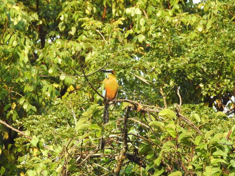 Playa del Carmen: Guided Birdwatching Hike - The wildlife viewing block: how you’ll spend the first part of the day