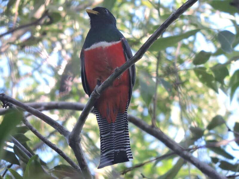 Playa del Carmen: Guided Birdwatching Hike - Walking the Ruta de Los Cenotes trail: nature time without the city rush