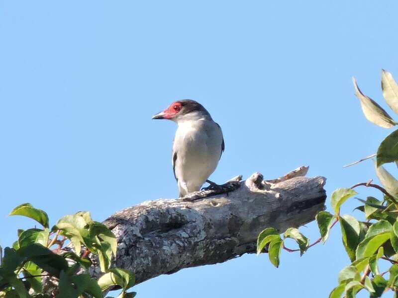 Playa del Carmen: Guided Birdwatching Hike - Coffee, fruits, snacks, and water: a smart break during a 6-hour plan