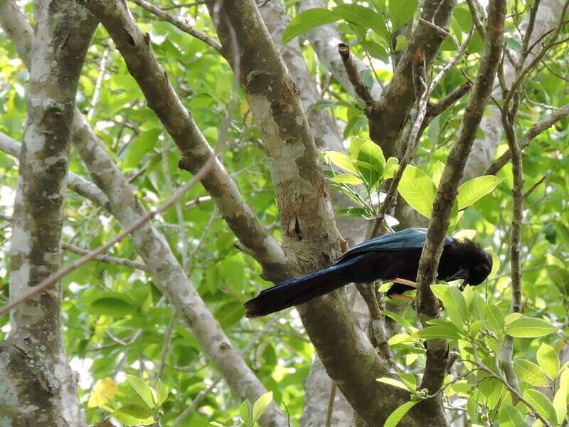 Playa del Carmen: Guided Birdwatching Hike - Who this tour suits best (and who should skip it)