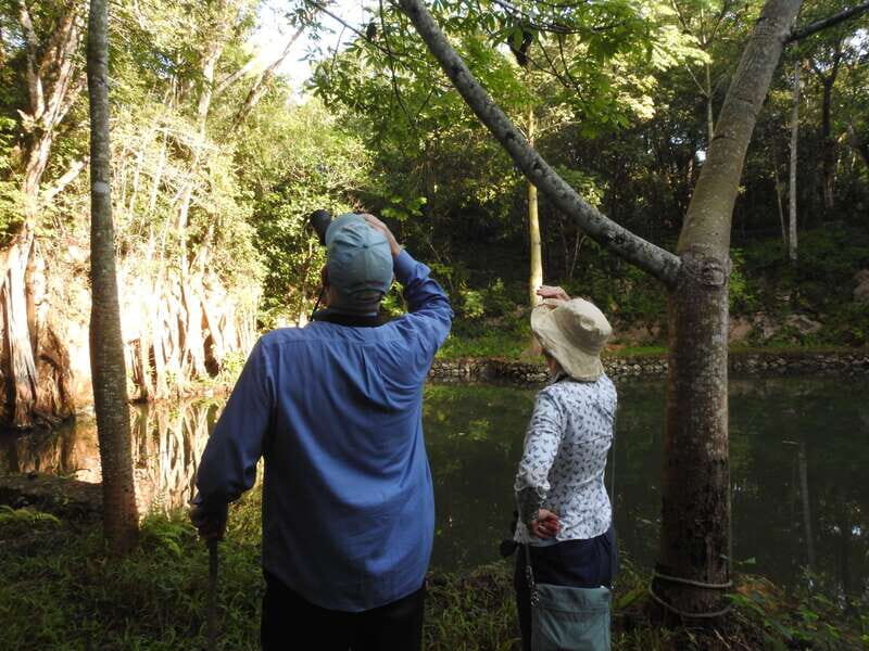Playa del Carmen: Guided Birdwatching Hike - Getting to the trail: pickup in central Playa and a smooth ride out