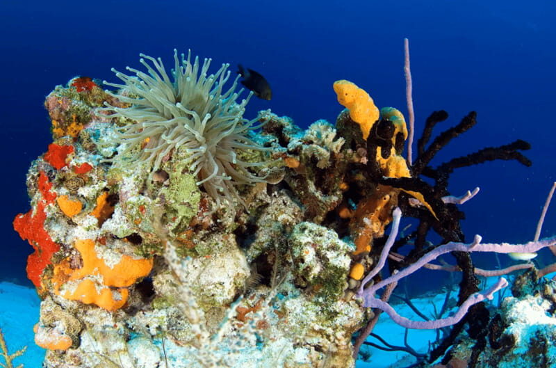 Playa del Carmen: Guided Reef Diving for Certified Divers - Key Highlights to Know Before You Go