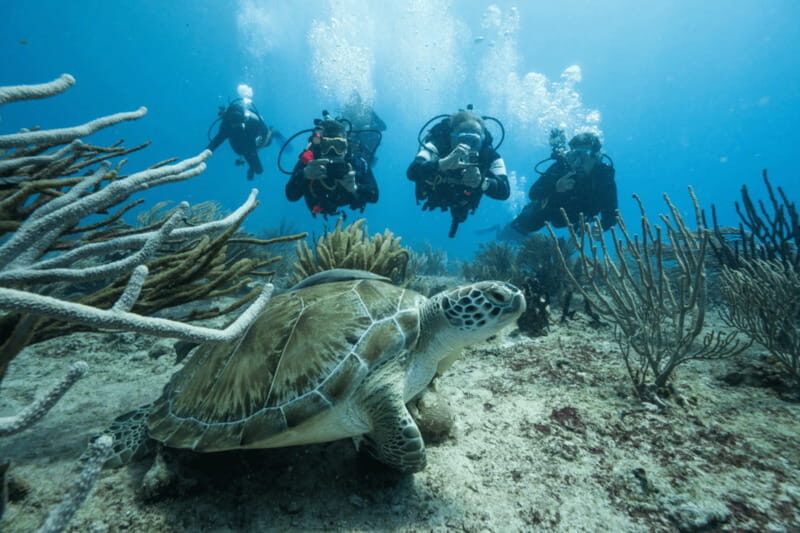 Playa del Carmen: Guided Reef Diving for Certified Divers - Playa del Carmen Reef Scuba: What This Day Really Delivers